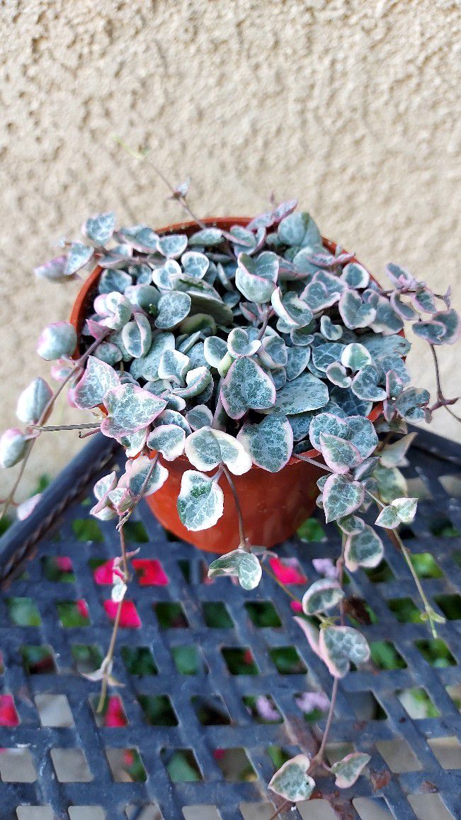 Small Variegated Strings Of Hearts Plant $18