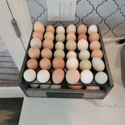 Free Range Chicken Eggs Mckinney 3.50  For A Dozen