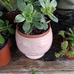 Succulent And Face Pot 