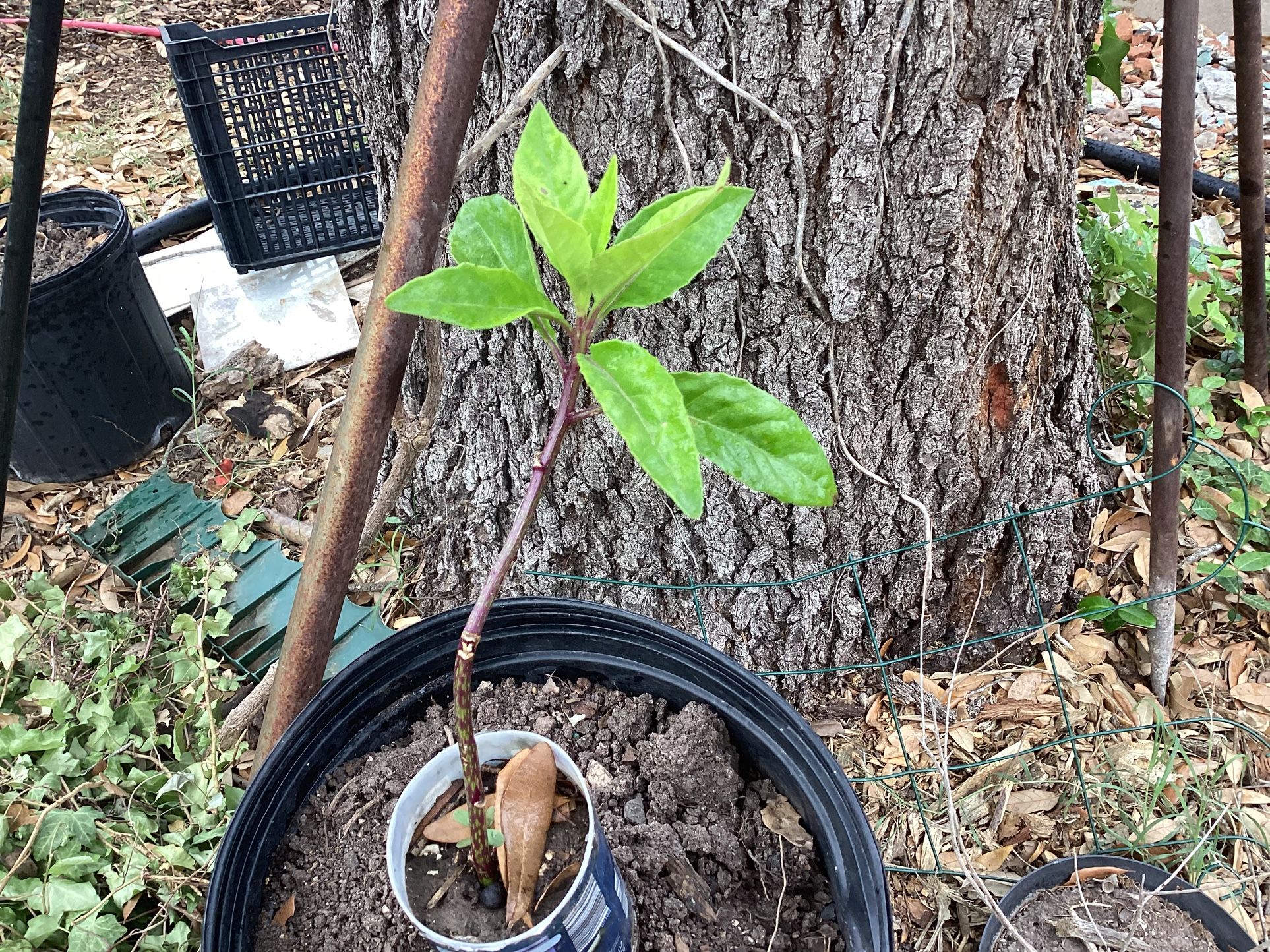 Longevity Spinach Plant