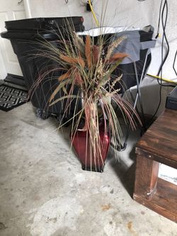 Interior plant