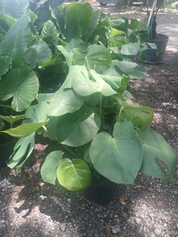 Monstera plants 3gl $15