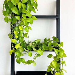 Lush Trailing Neon Lemon Lime Pothos Money Plant/ House Plant/ Indoor Plant Flower Patio Garden