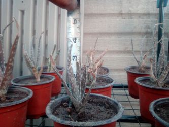 Aloe Vera