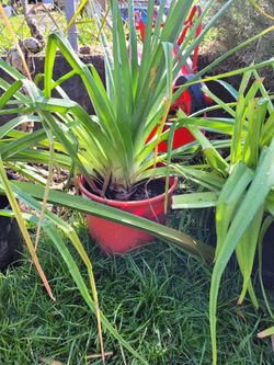 Kniphofia Red Hot Poker Plants