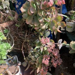 Plants& Flowers.