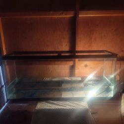 Fish Aquarium 