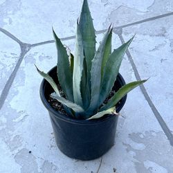 Agave Plants