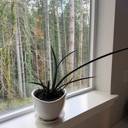 Cylindrical snake plant with the pot