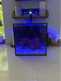 15g Tank
