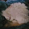 Yuki