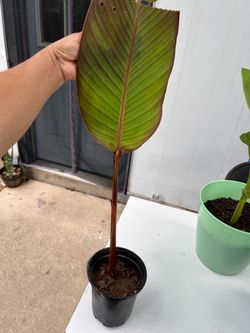 Canna lily