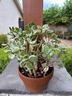 Succulent Arrangement