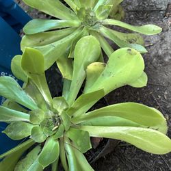 AEONIUM Succulents 