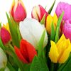 Tulip