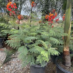 Mexican Bird of Paradise 15gal