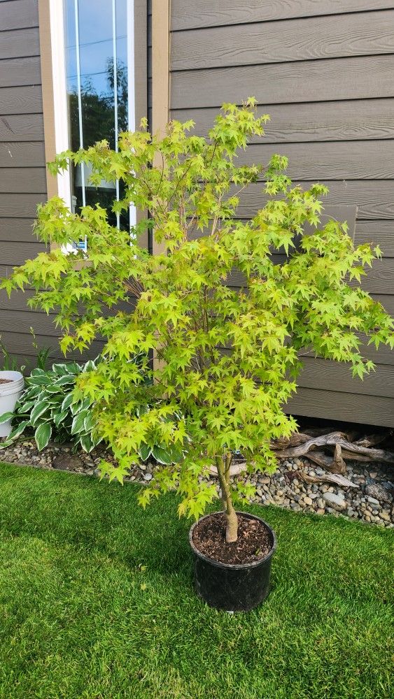 Beautiful Japanese Maple Tree 5ft Tall