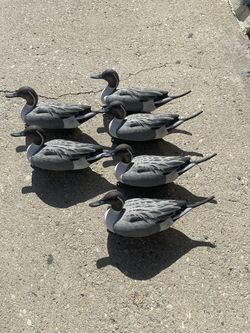 6 Pintail Decoys