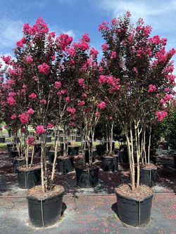 Crepe Myrtle trees delivered and planted. All of Florida