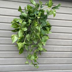 6” golden pothos