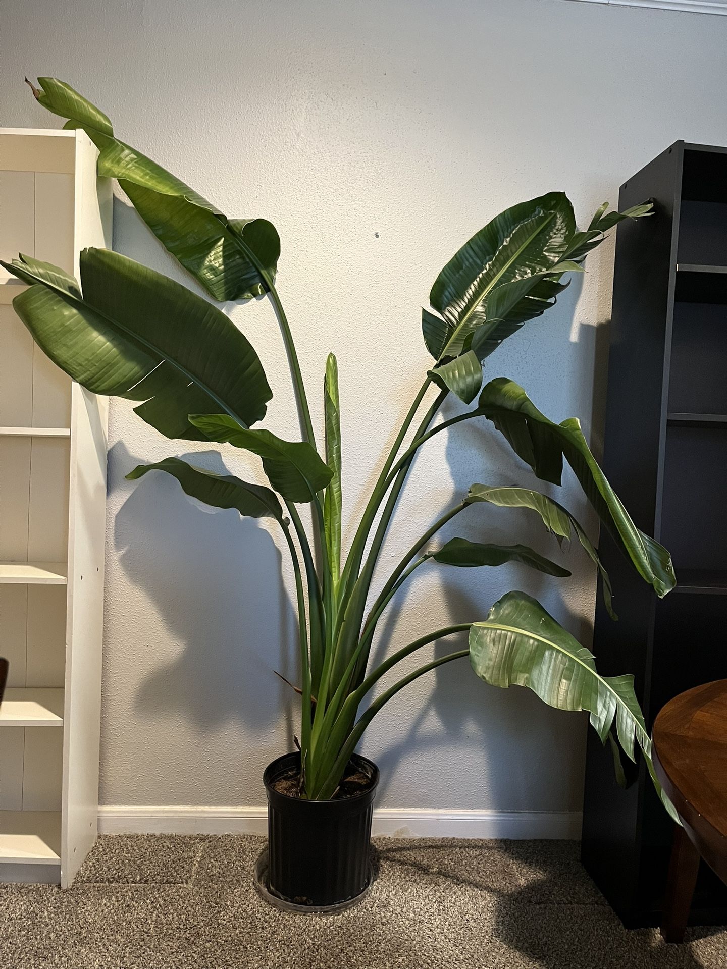 Giant Bird of Paradise (over 6ft tall!)