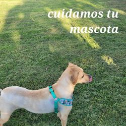 dog sitter 