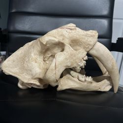 Saber Tooth Tiger Replica 