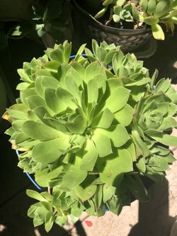 More than 15 succulents for only $15
