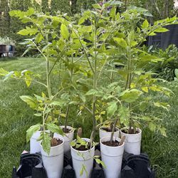 Extra Large Heirloom Tomato Plants 19”