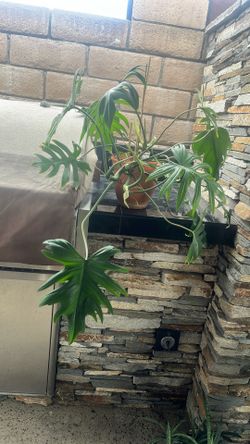 Huge Rare Philodendron Mayoi