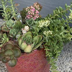Live outdoor succulent arrangement in red ceramic pot