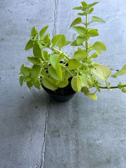 Cuban Oregano (Orégano Cubano/Poleo) Live Plant