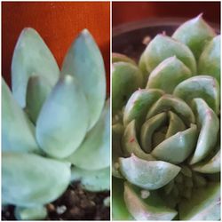 Succulent Plant Varieties