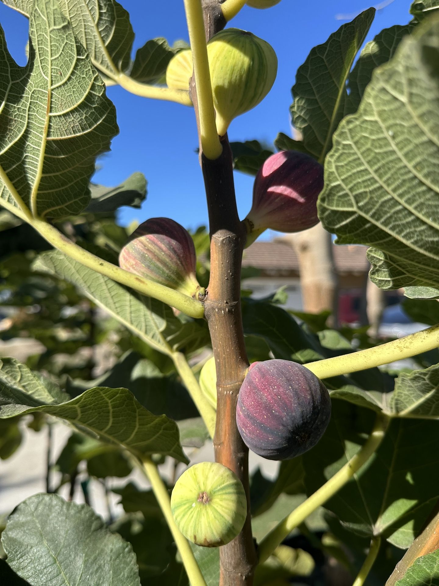 Negra Bordissot Fig Rimada - イチジク of (BNR) FigBid Online BNR