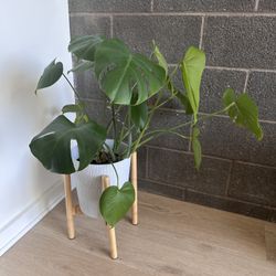 Monstera-everything Included, Pot With Stand 
