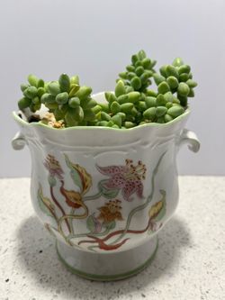 Cotyledon, planted in a porcelain decorative pot with handles