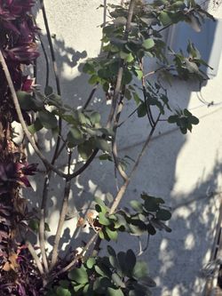 Smoke Tree 🌳