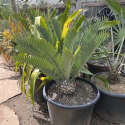 Longifolius cycad