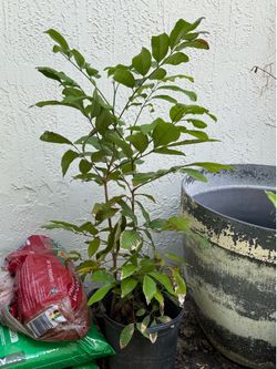 Fruit  tree/Longan
