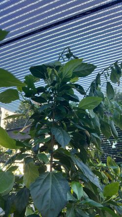 Obelisco / White Hibiscus 