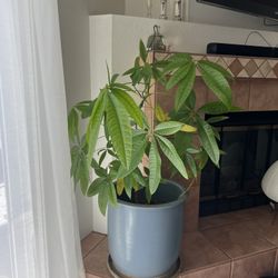 Large Money Tree