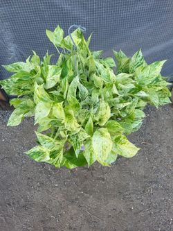 Marble Queen Pothos 10" Nursery Pot