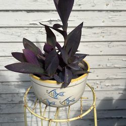 Purple Heart Plant