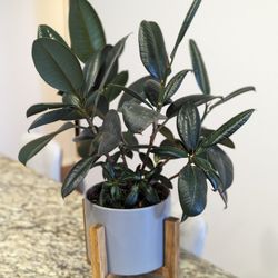 Rubber Plant In Pot
