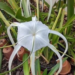 Beach Spider Lily