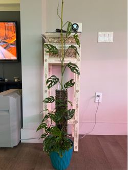 Monstera adansonii