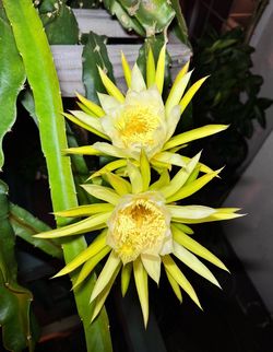 Mature Dragon Fruit Cuttings