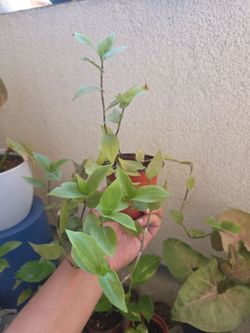 Plant