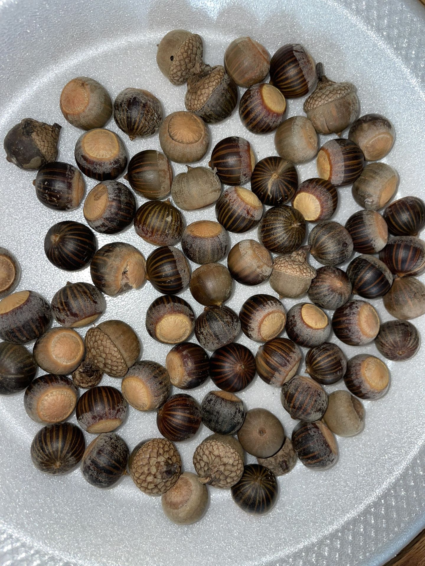Acorns