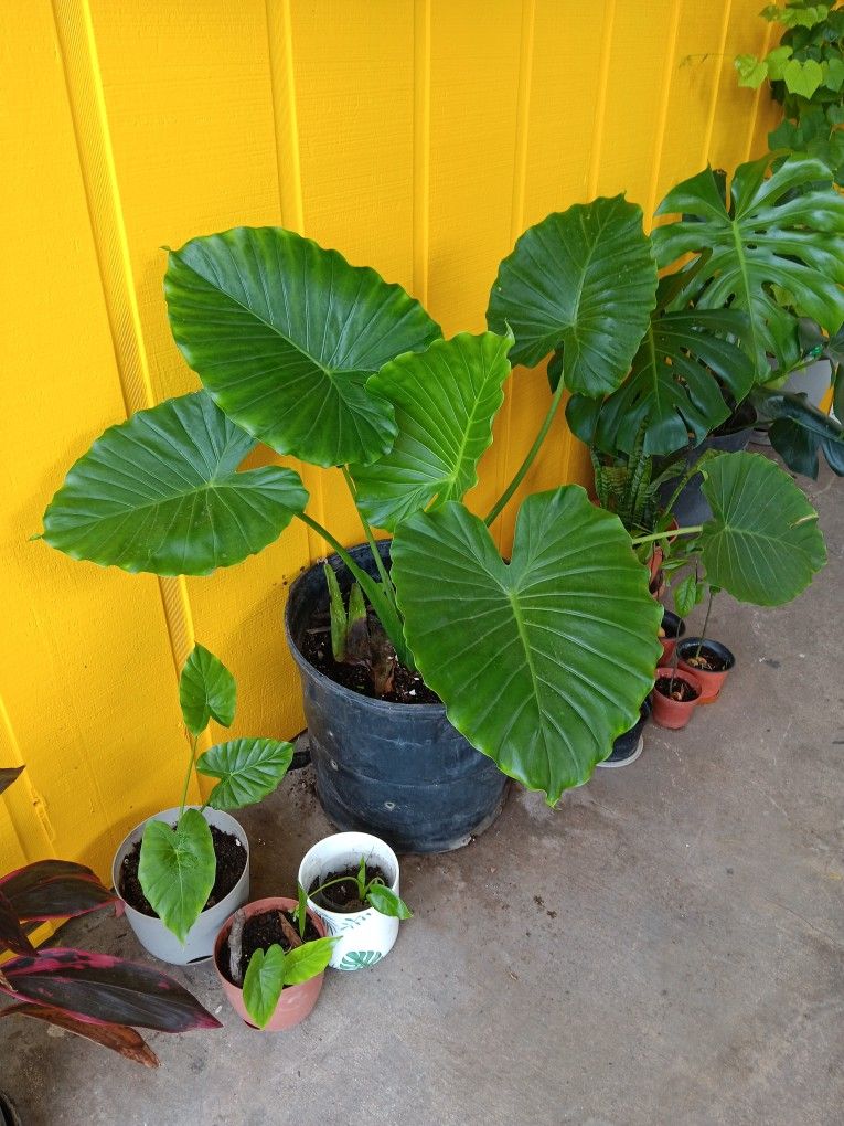 Alocasia Plant